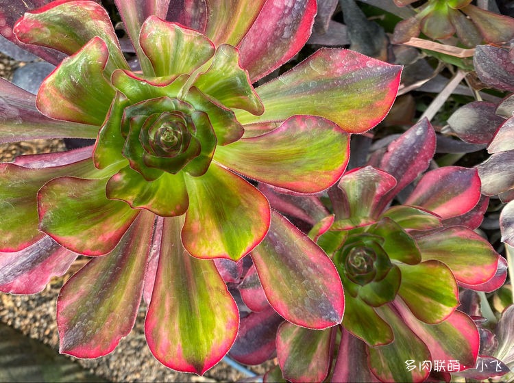 Aeonium Voodoo Ultra White