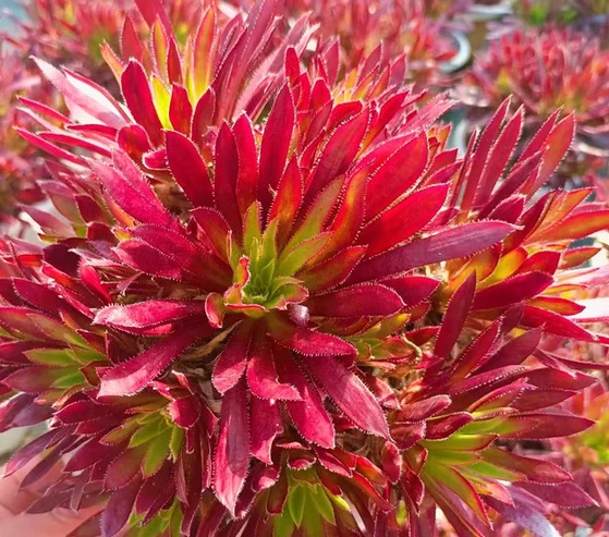 Aeonium Logan Rock variegata 1