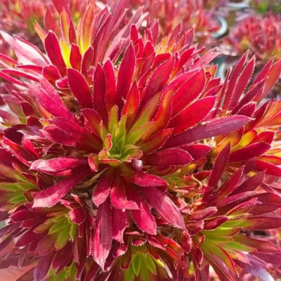 Aeonium Logan Rock variegata