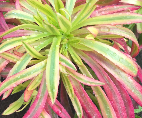 Aeonium Logan Rock variegata yellow form