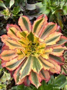 Aeonium Phantom