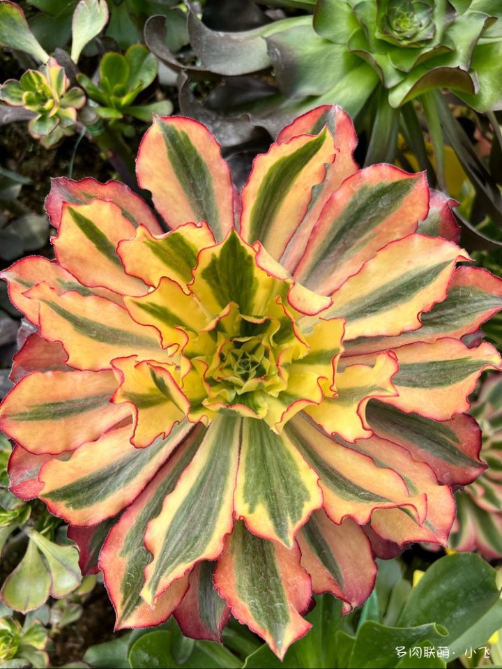 Aeonium Phantom