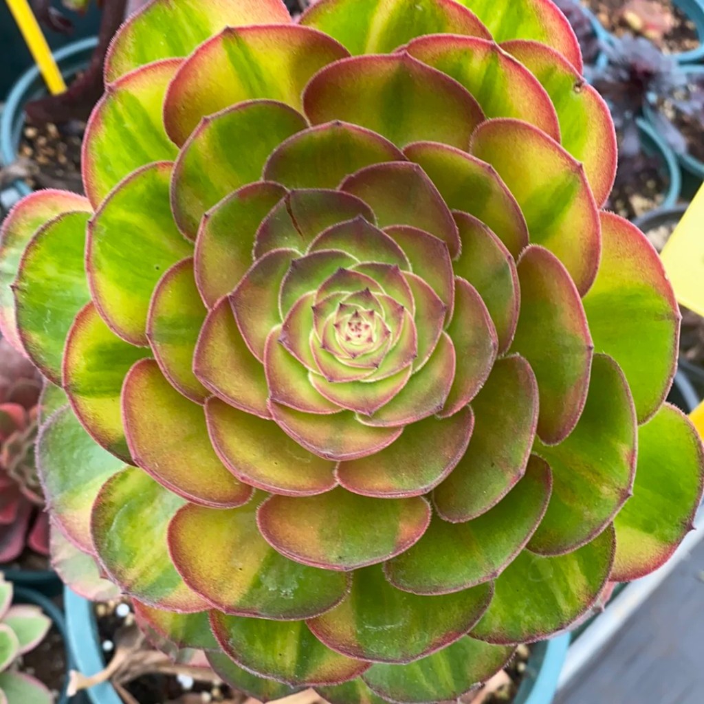 Aeonium M&M