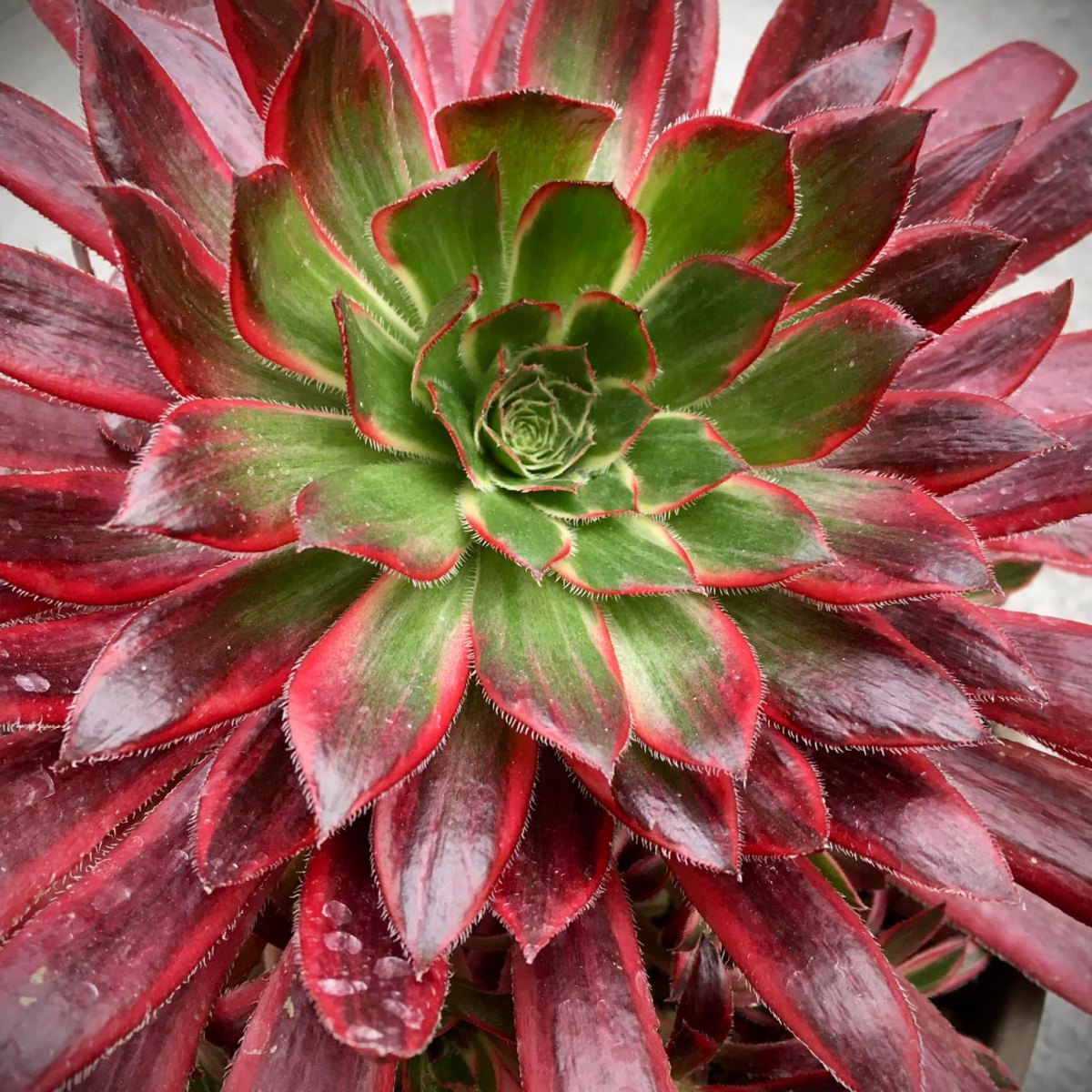 Aeonium Black Magic Variegata
