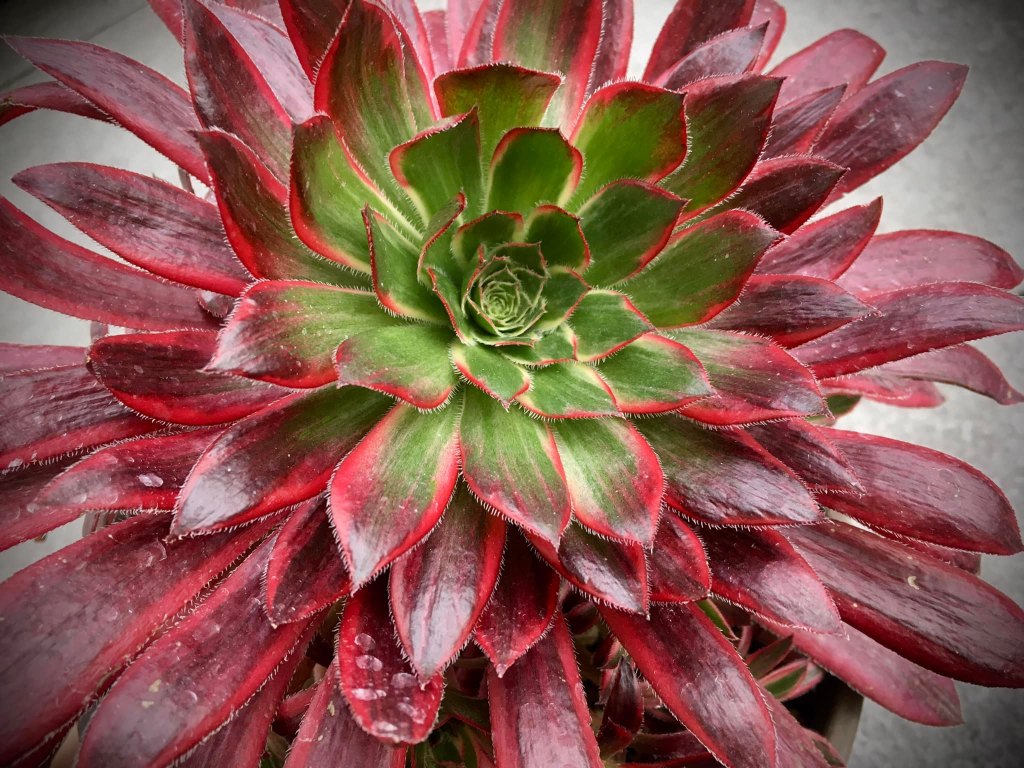 Aeonium 'Peacock'