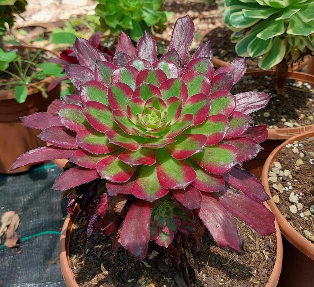 Aeonium QingYi