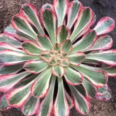 Aeonium Rubrolineatum variegata