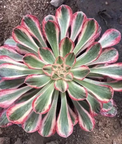 Aeonium rubrolineatum V variegata