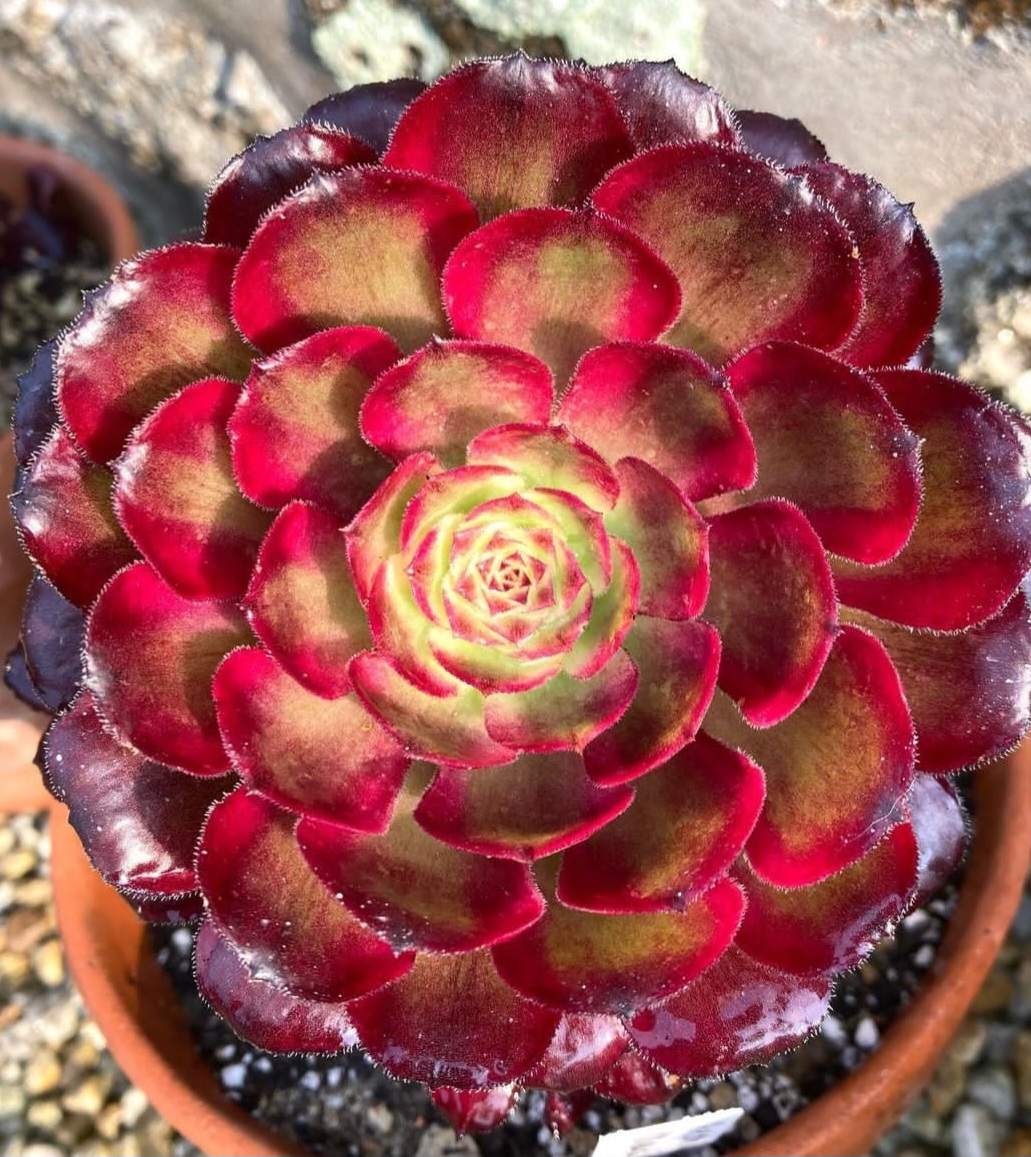 Aeonium Mardi Gras