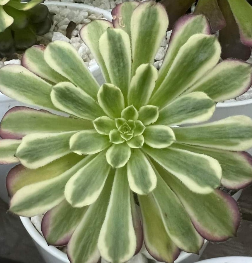 Aeonium Mardi Gras