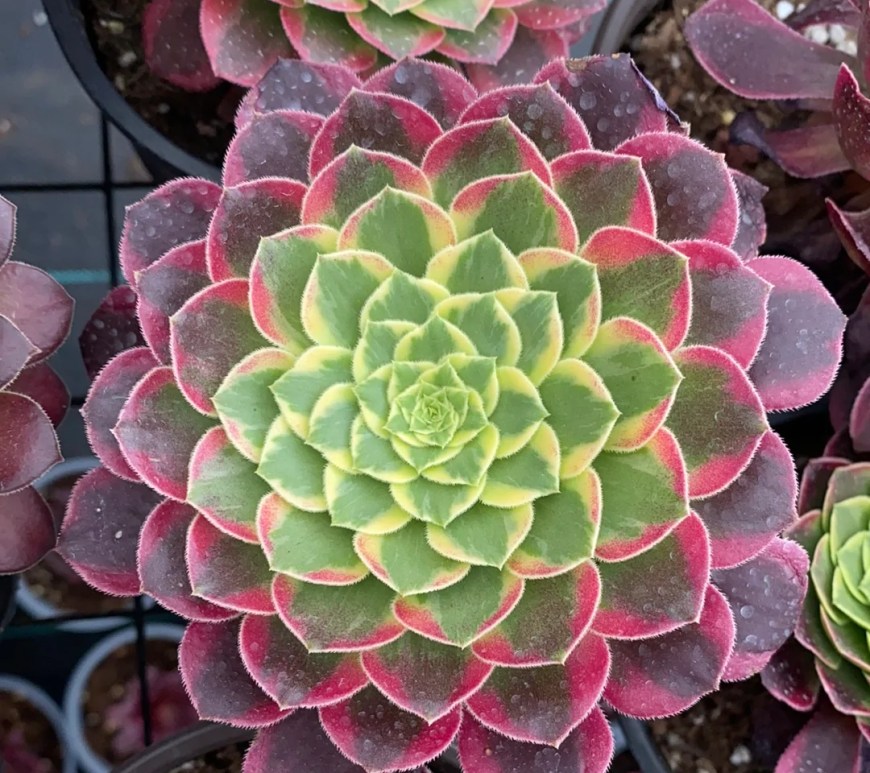 Aeonium Sunrise