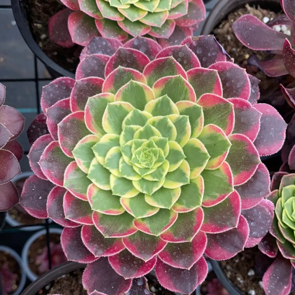 Aeonium Sunrise