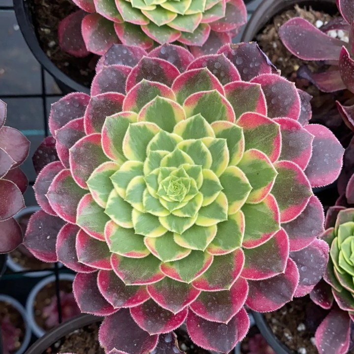 Aeonium Sunrise