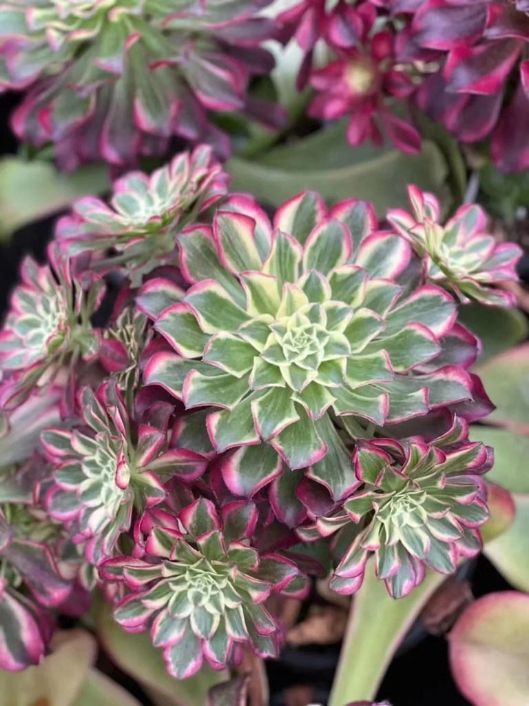 Aeonium Tian He