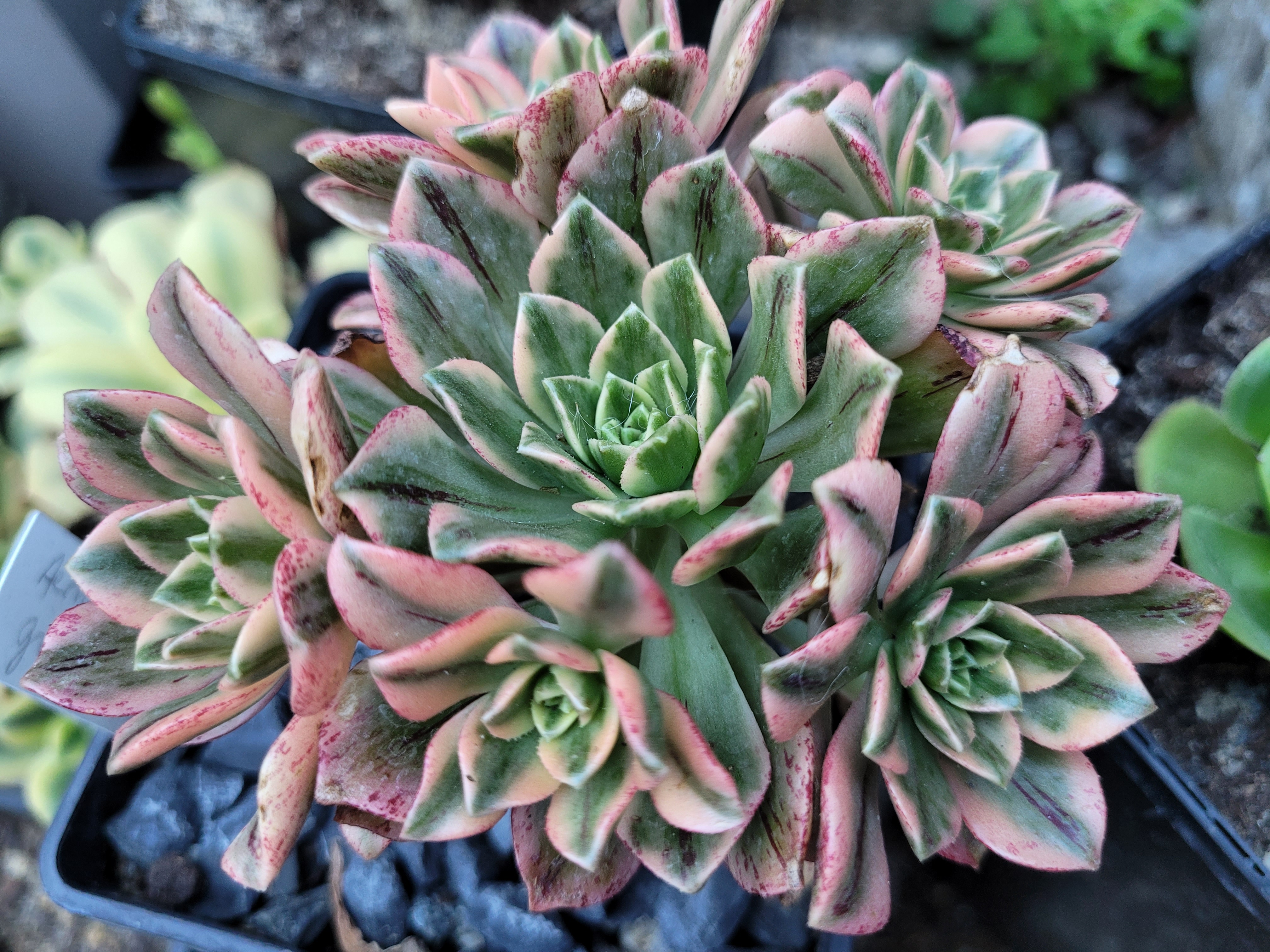 Les Aeoniums ‘Bronze Medal’ Variegata