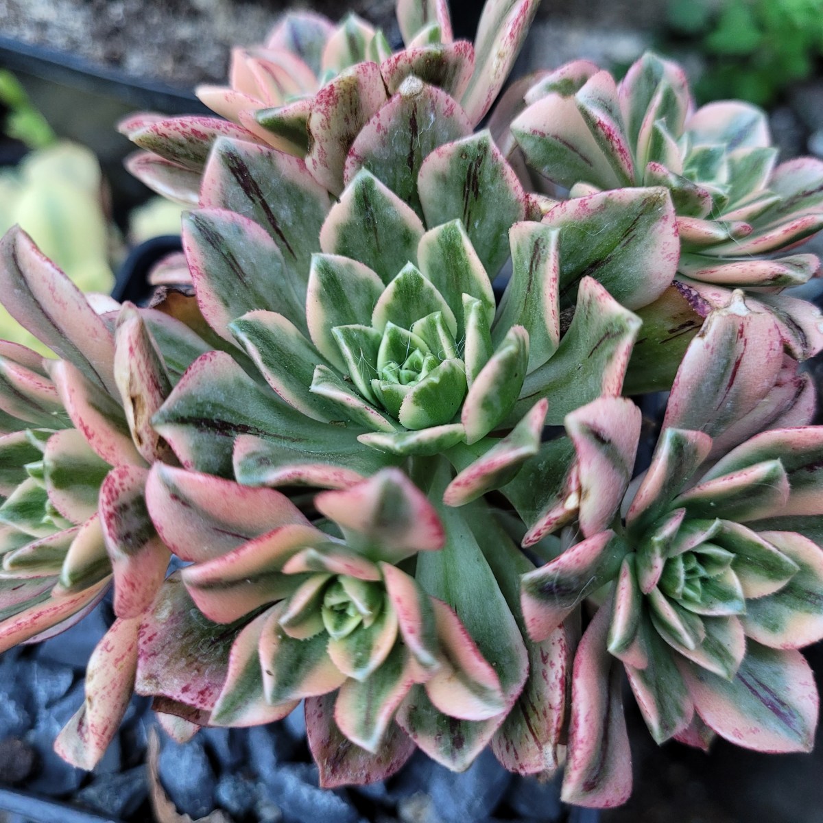 Aeonium Bronze Medal Variegata