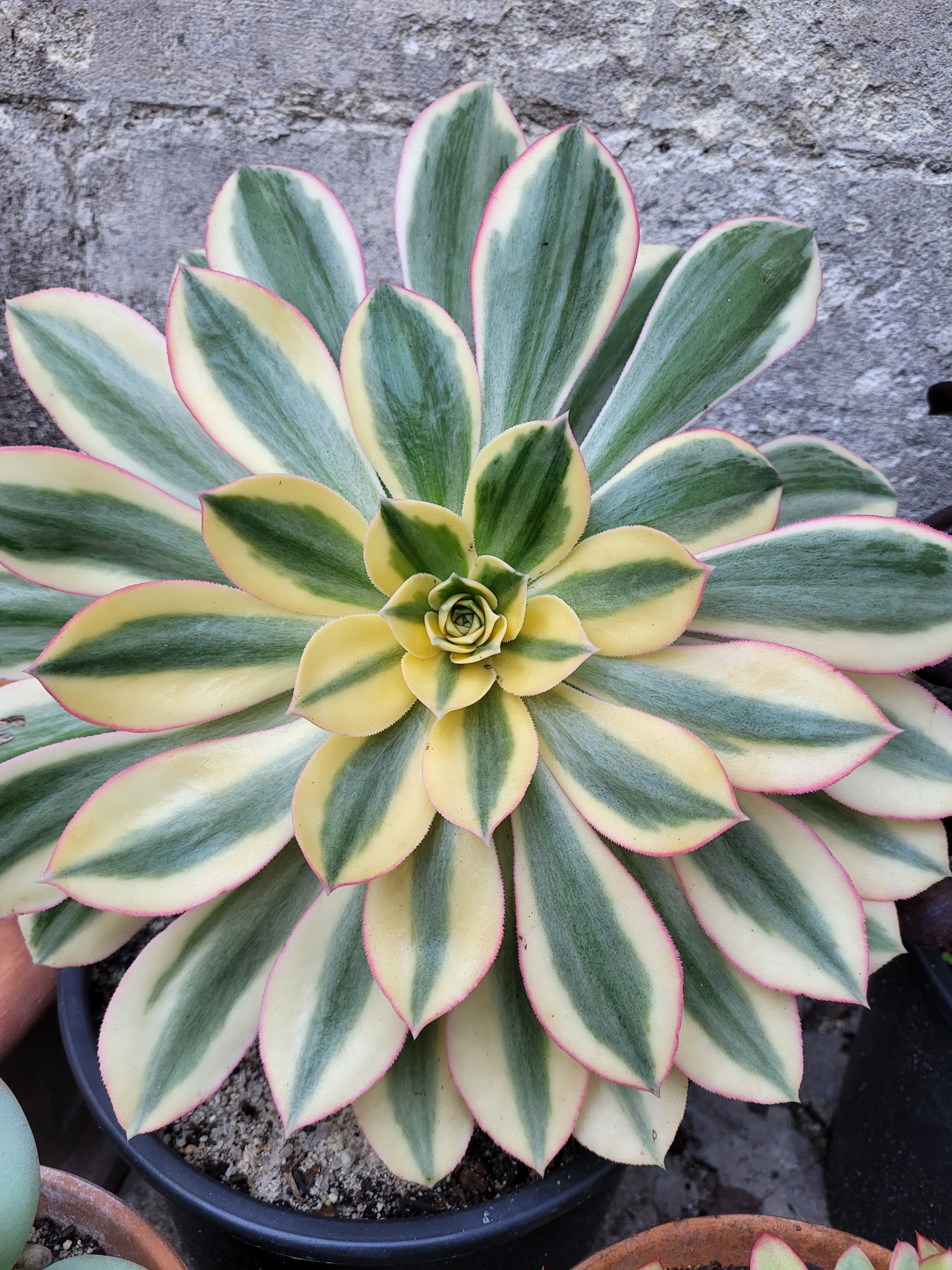 Aeonium davidbramwellii : espèce botanique et formes variegata