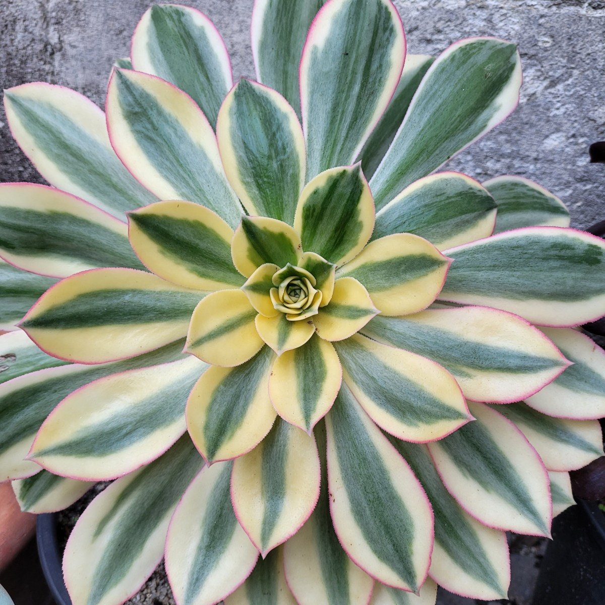 Aeonium davidbramwellii variegata