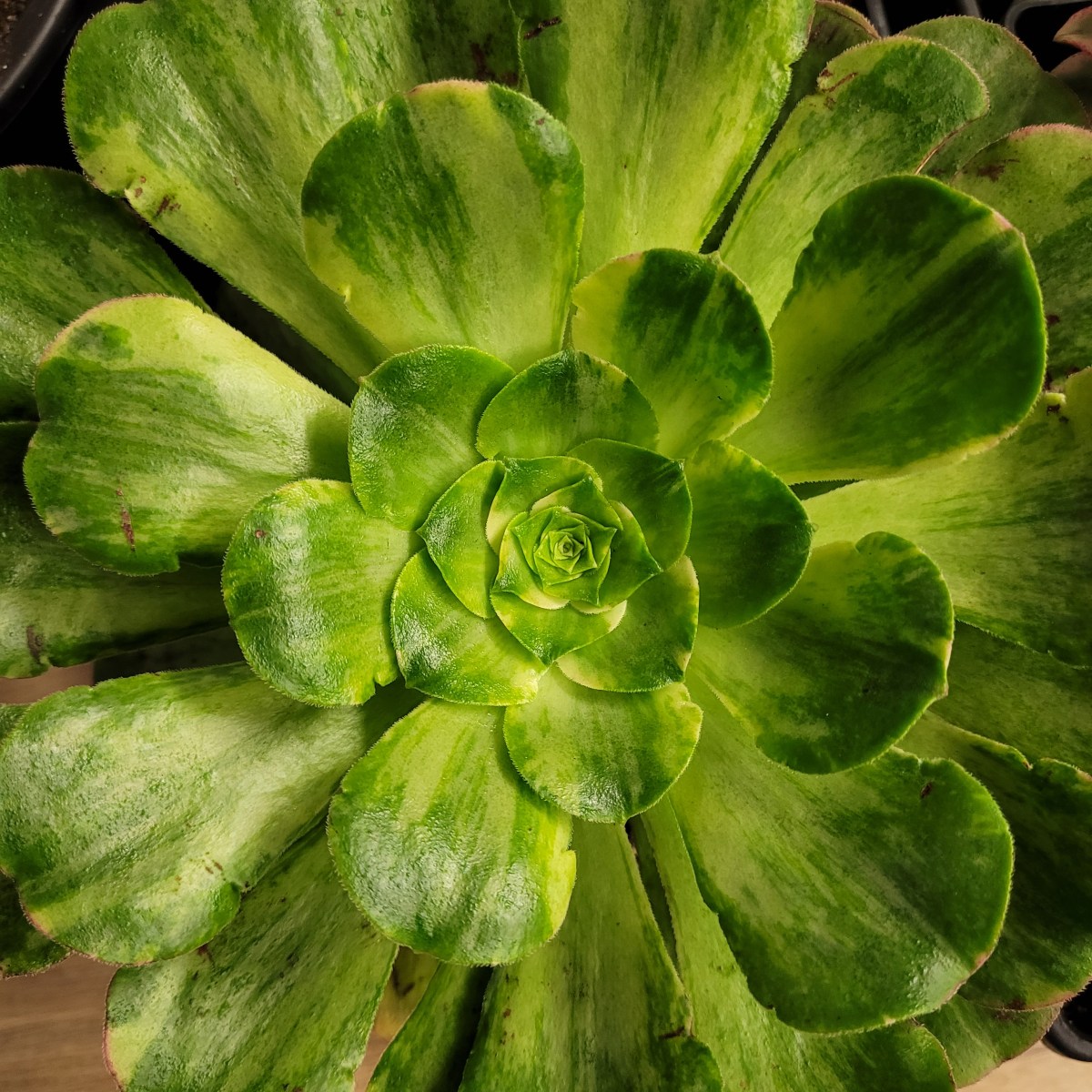 Aeonium Canariense Variegata