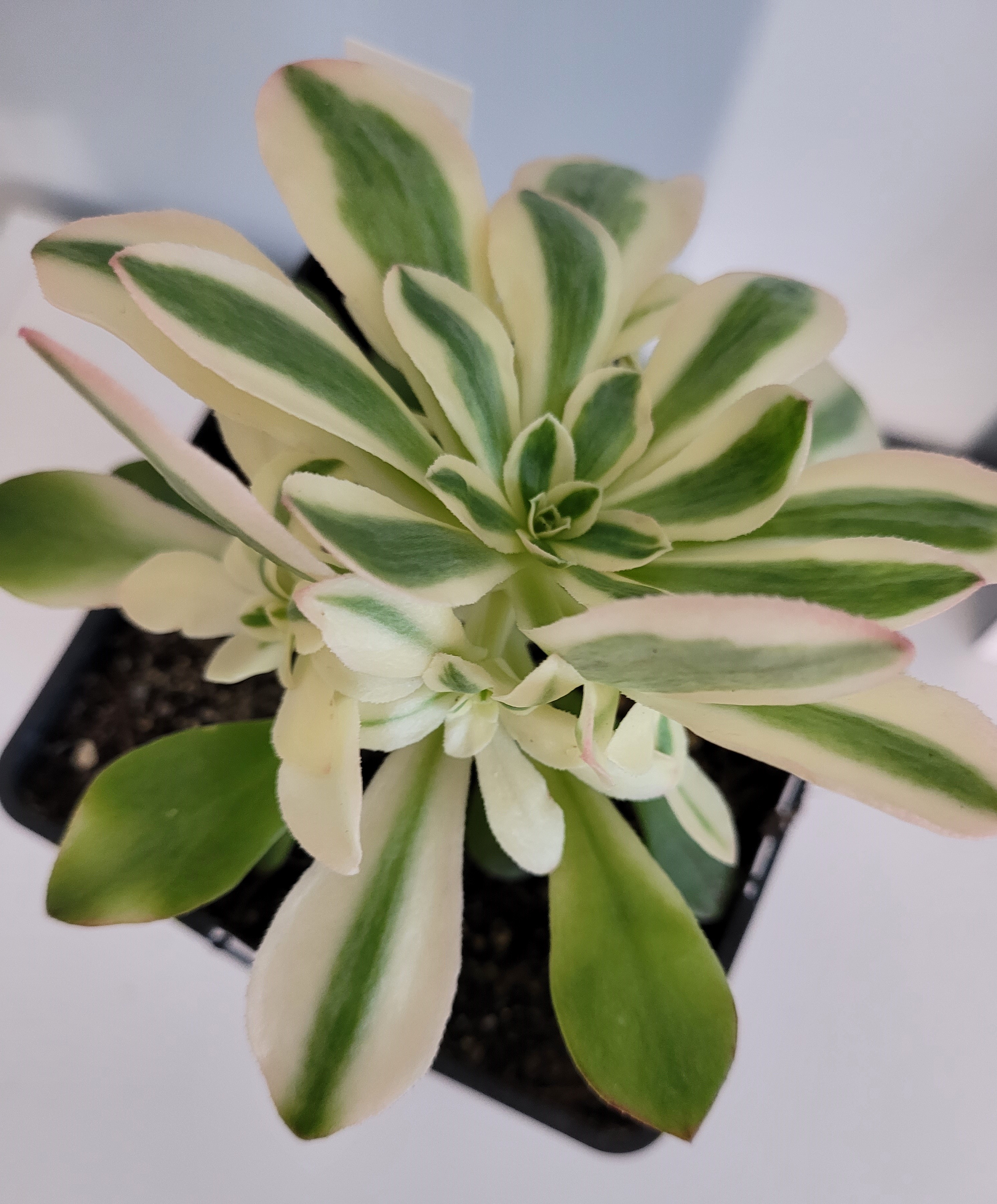 Les Aeoniums x holospathulatum Variegata