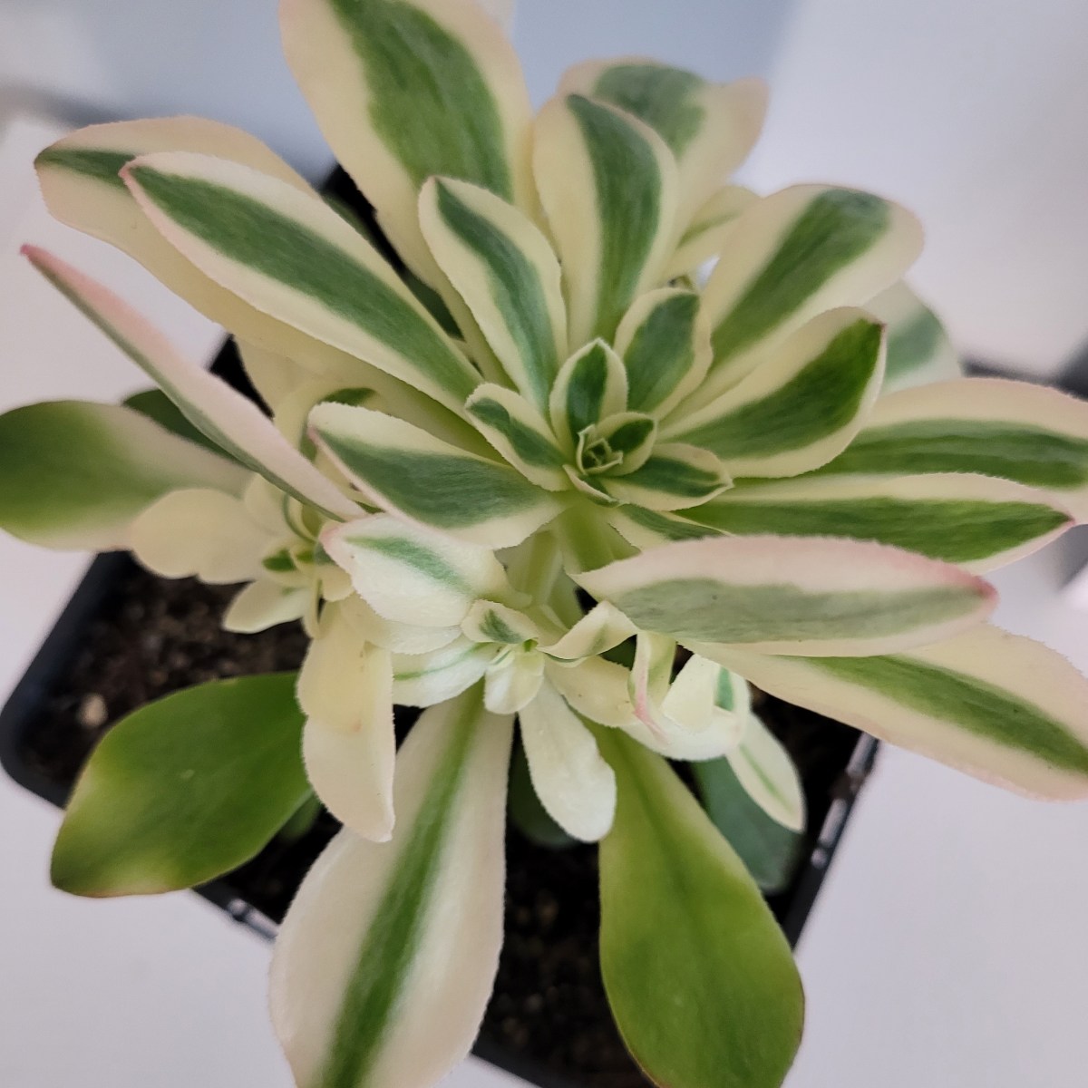 Aeonium x holospathulatum Variegata