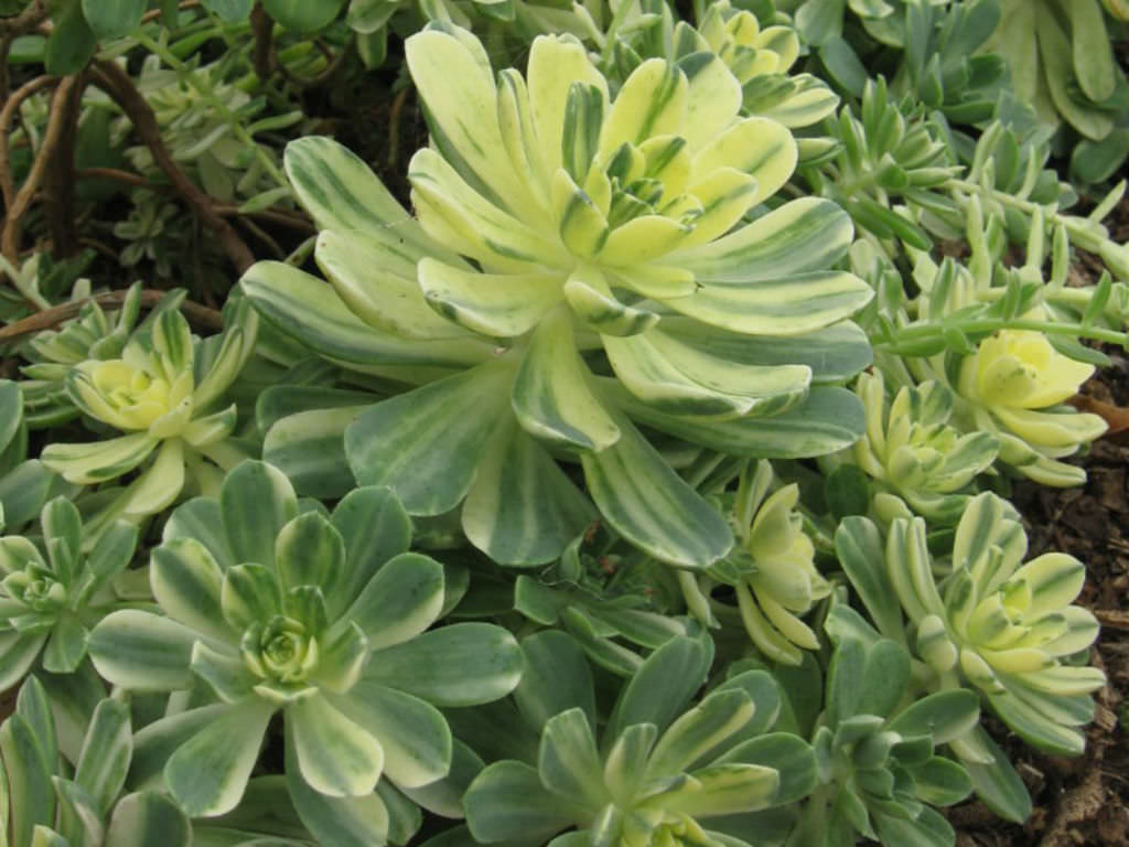 Aeonium Castello-pavaie Variegata