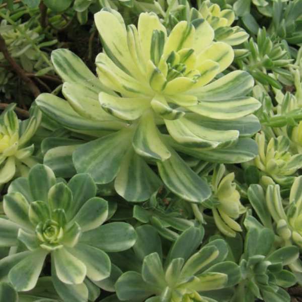 Aeonium Castello-pavaie Variegata