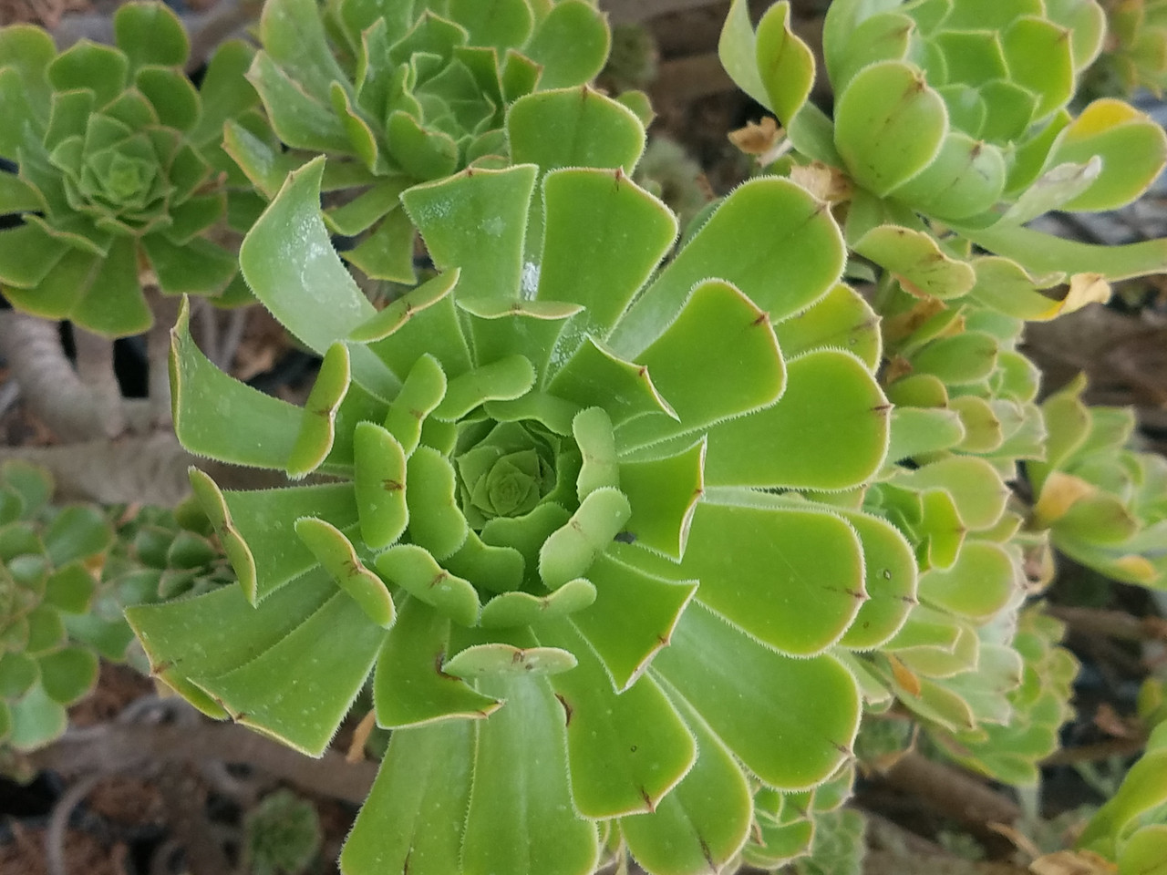 Les Aeoniums arboreum variegata