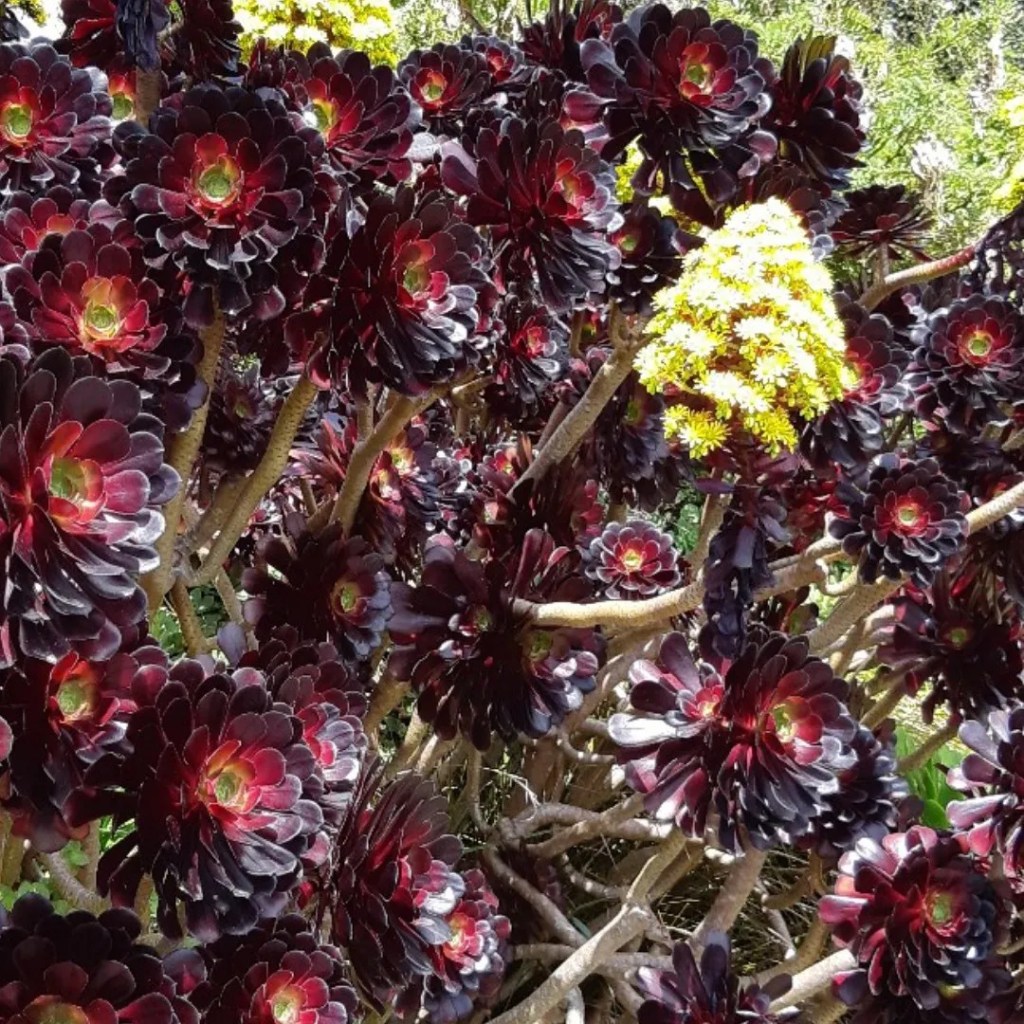 Aeonium atropurpureum