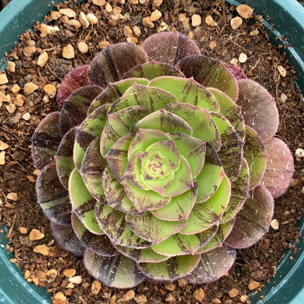 Aeonium Big Bang Rose