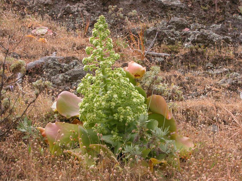 Aeonium canariense