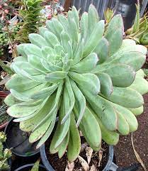 aeonium Davidbramwelli