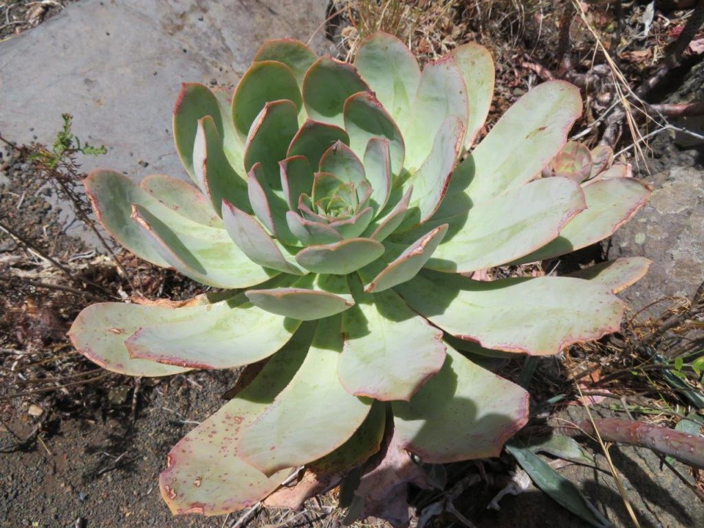aeonium Davidbramwelli
