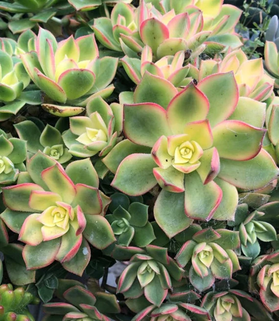 Les Aeoniums haworthii variegata