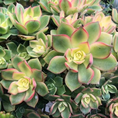 Aeonium haworthii variegata
