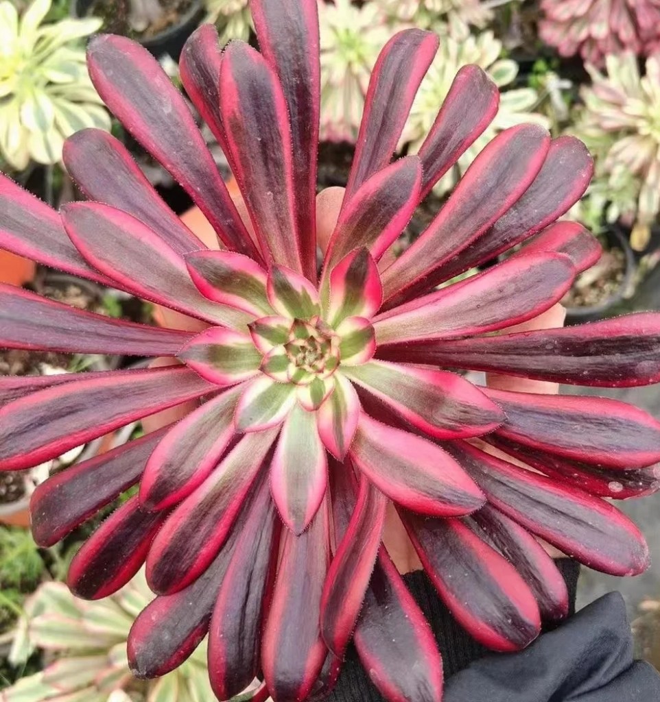 Aeonium Saint Simon Violet