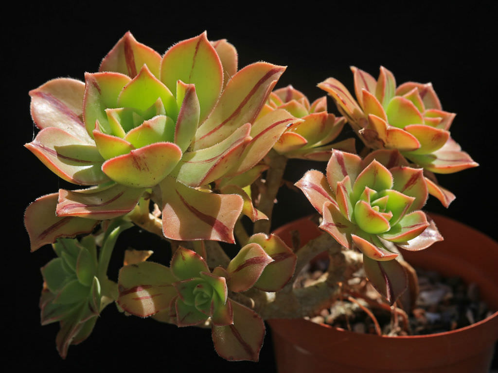 Aeonium leucoblepharum 