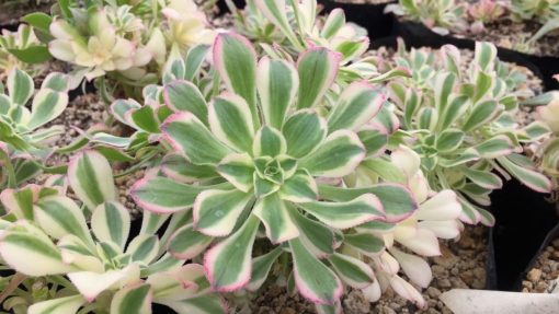 Aeonium Luteovariegatum