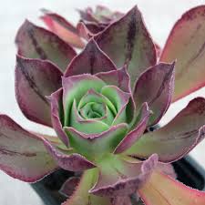 Aeonium Marnier Lapostolle