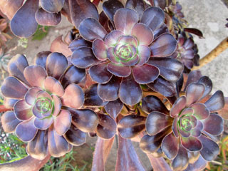 Aeonium Plum Purdy