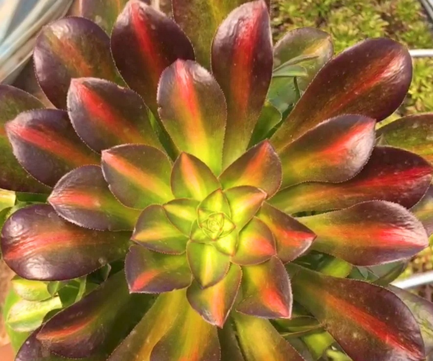 Aeonium Plum Purdy Middle