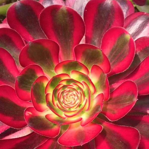 Aeonium Plum Purdy Variegata