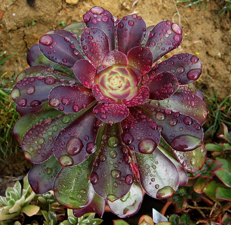 Aeonium &lsquo;Plum Purdy&rsquo; : Origine, caractéristiques et variegation