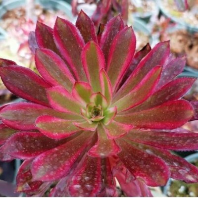 Aeonium Atropurpureum Variegata