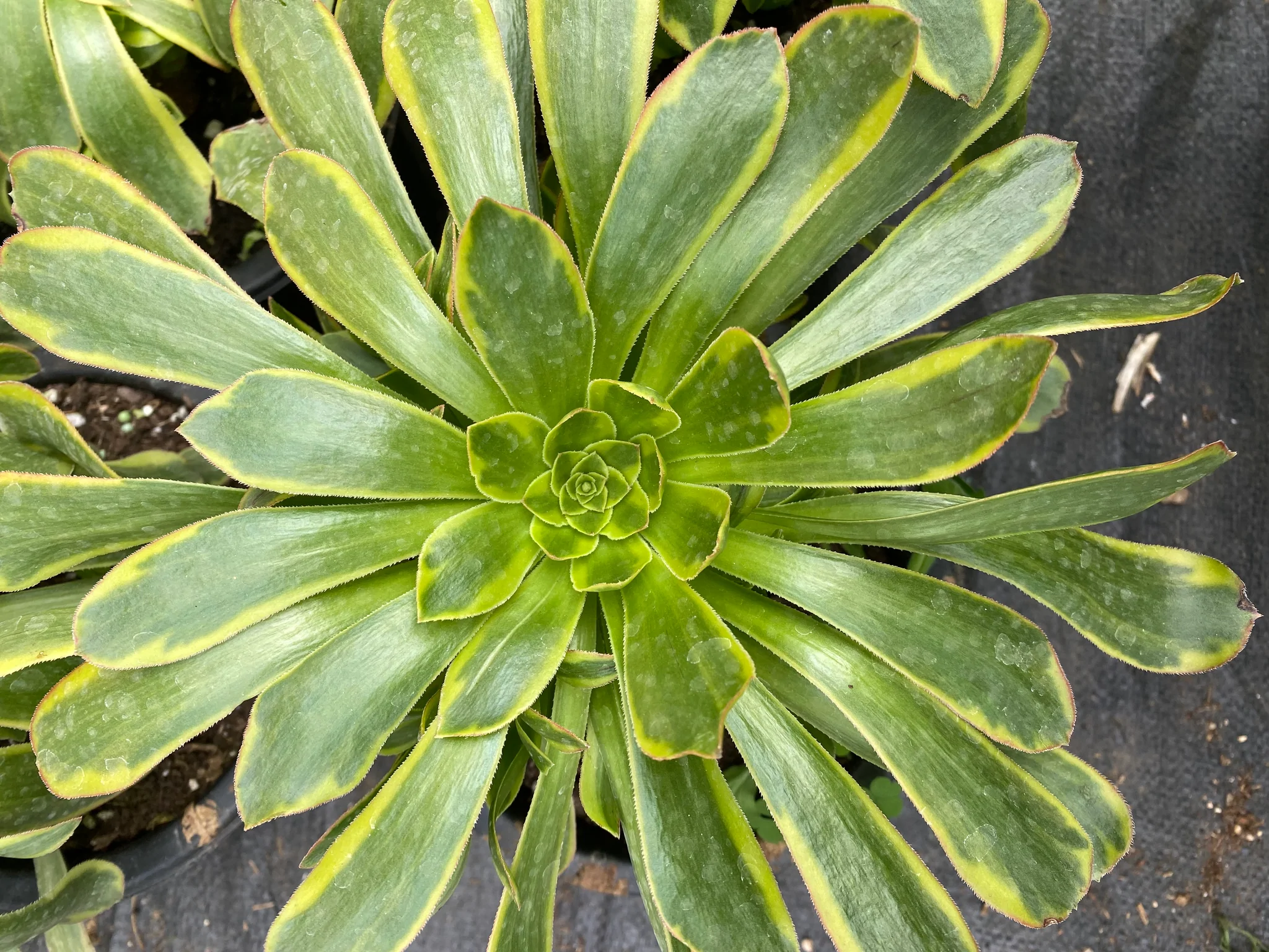 Les Aeoniums arboreum variegata