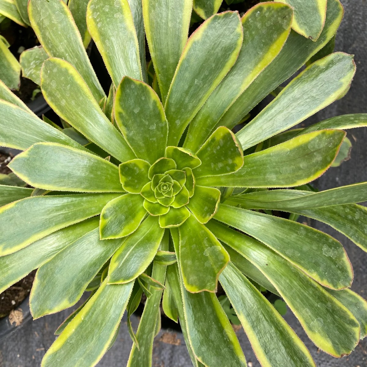 Aeonium Arboreum Variegata