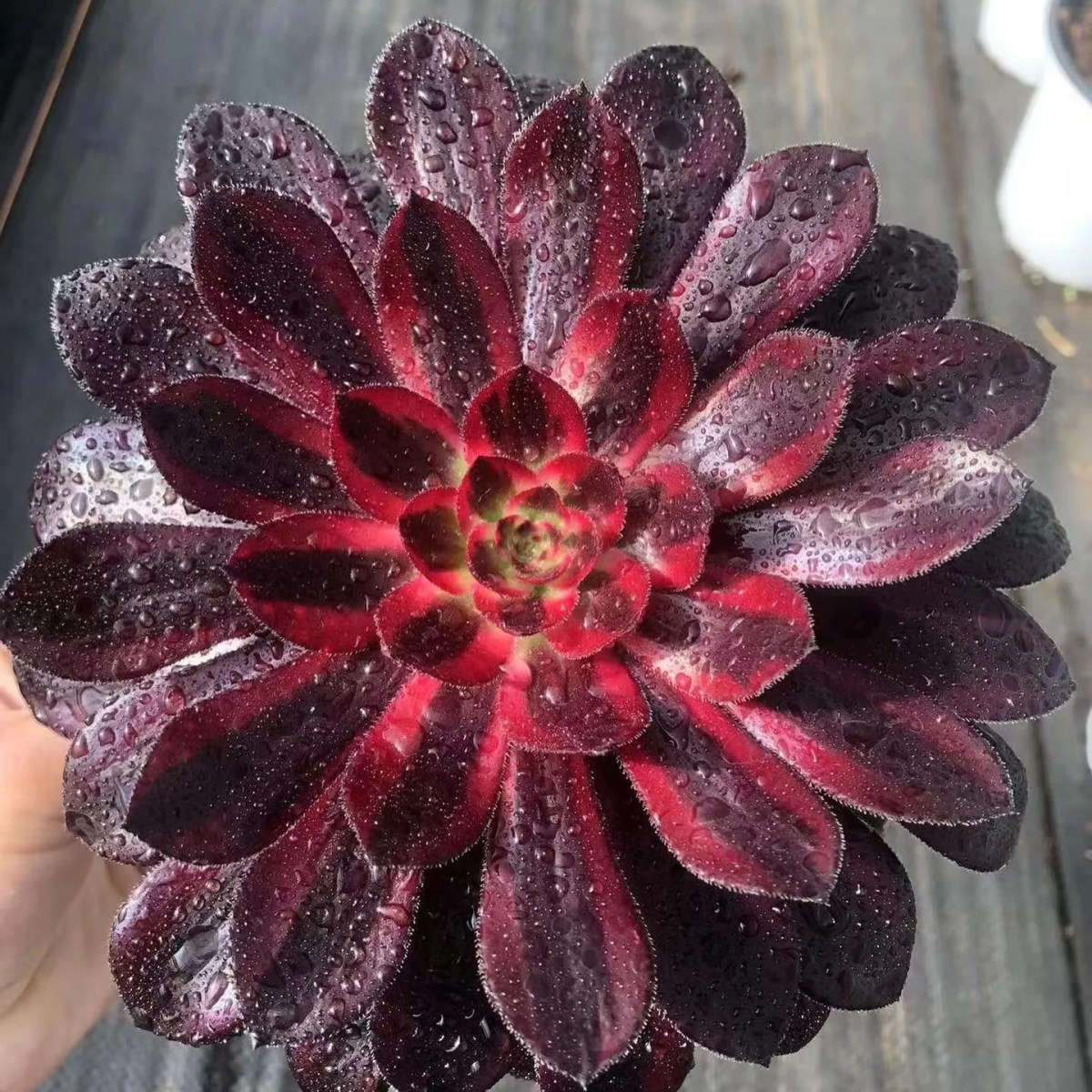 Aeonium Zwartkop Variegata