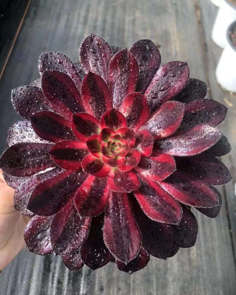 Aeonium Zwartkop variegata Darth Vader