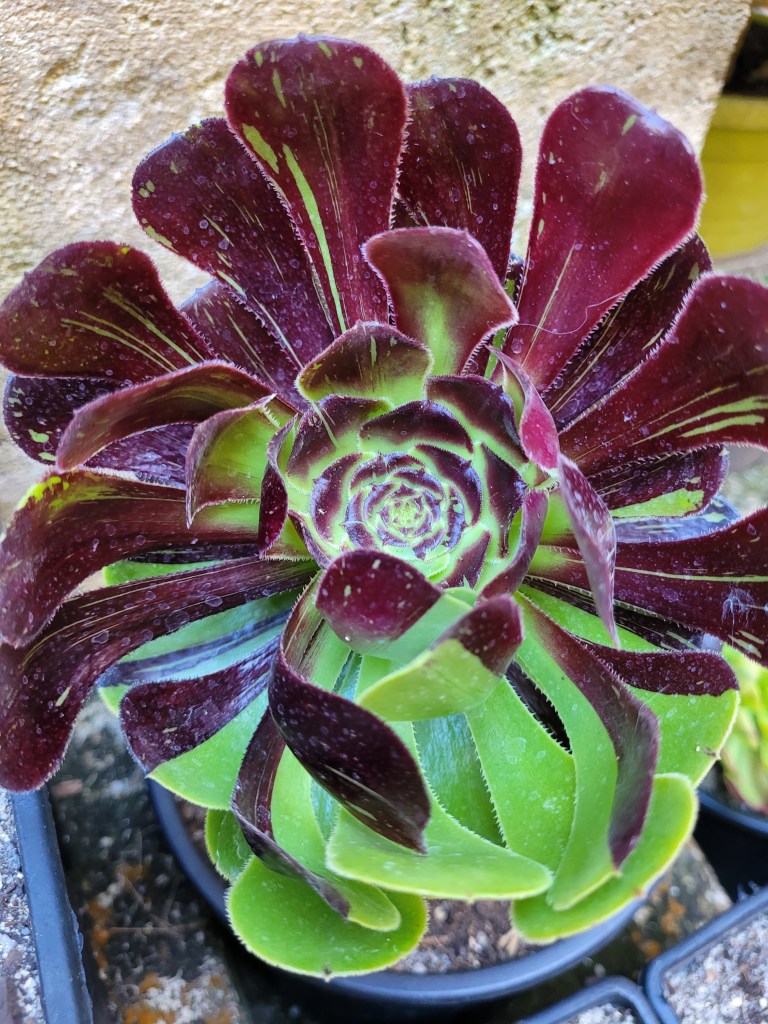 aeonium zwartkop big bang