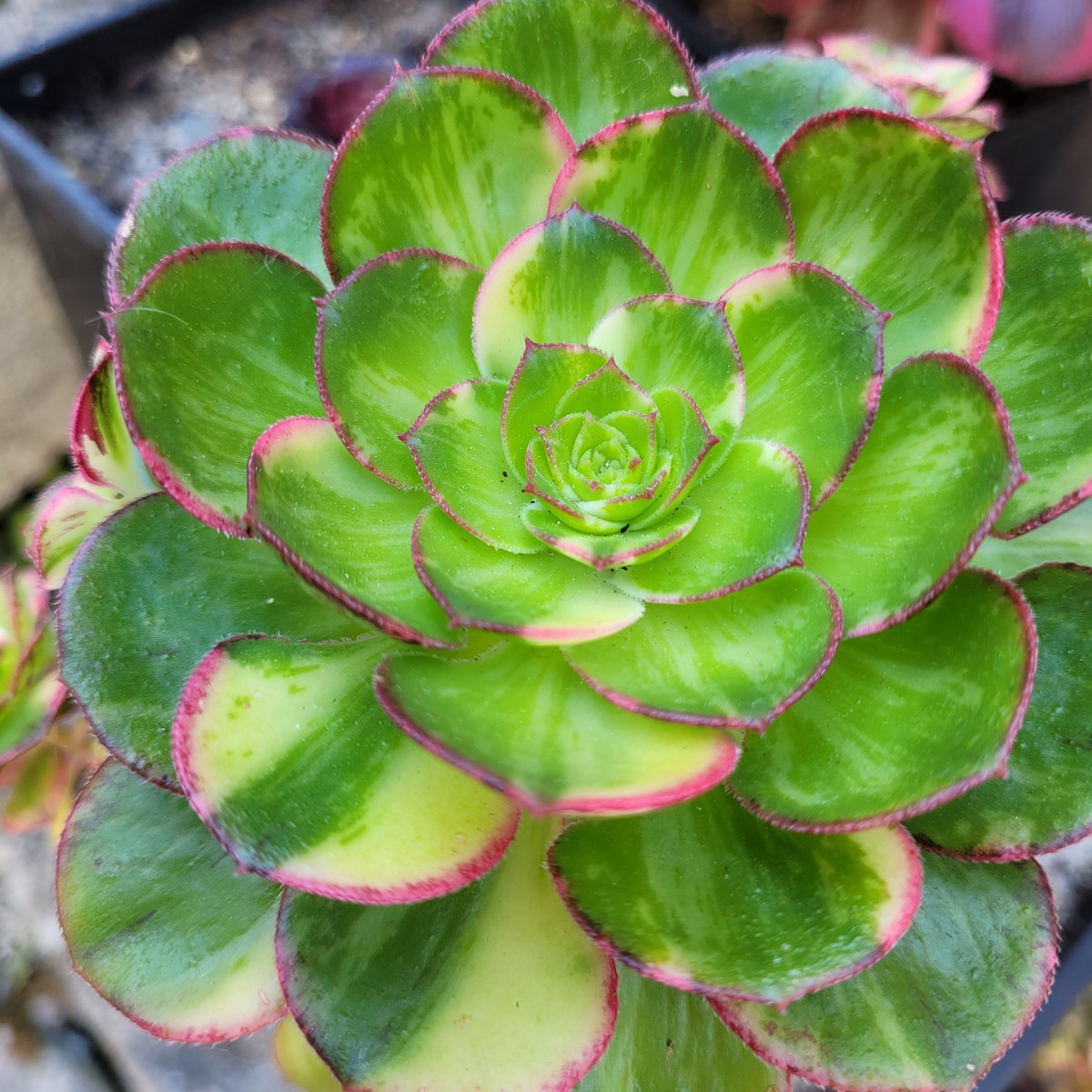 Aeonium Red Edge Variegata